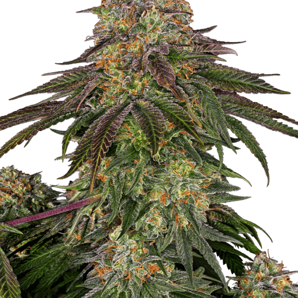 Sweet Cherry Kush