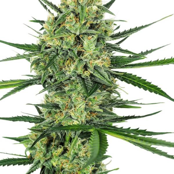 Tangerine Sugar