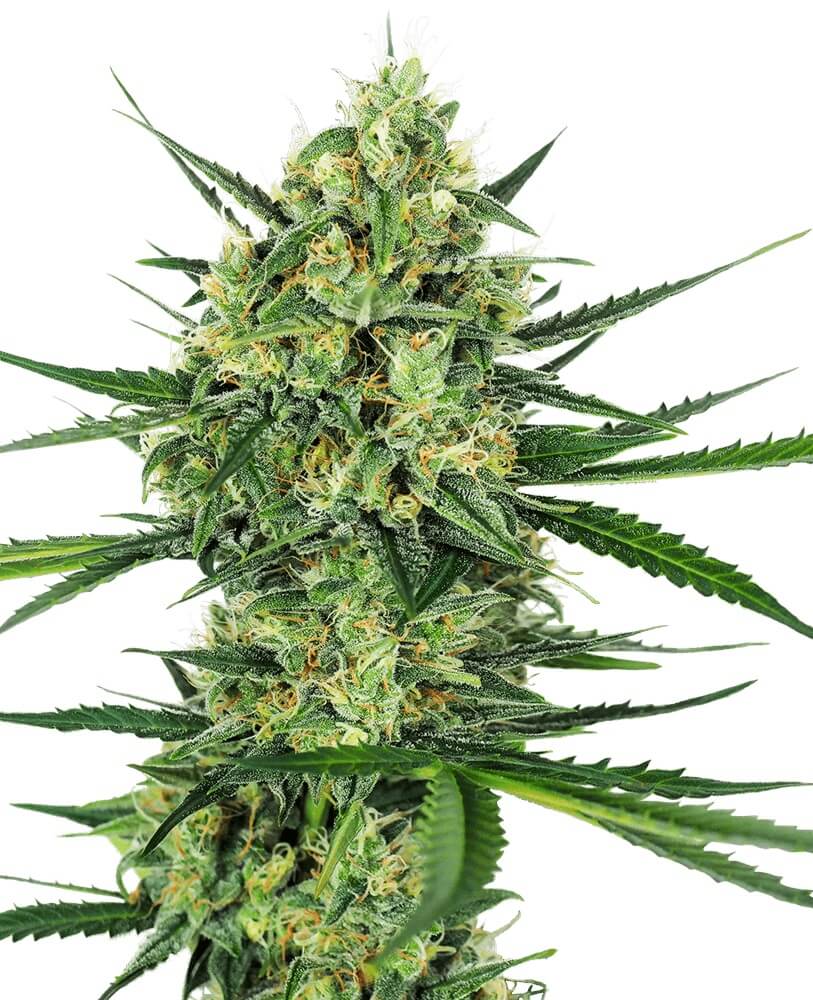 Tangerine Sugar