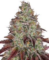 Tezla OG