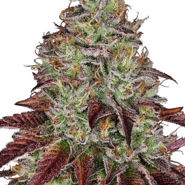 Tezla OG