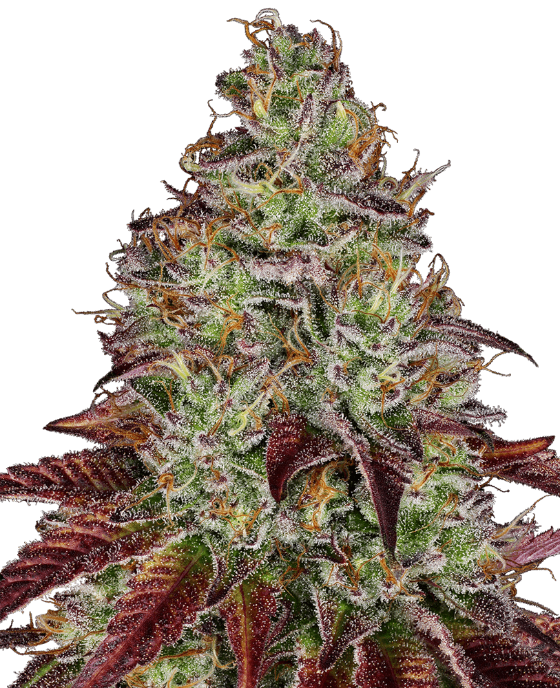 Tezla OG