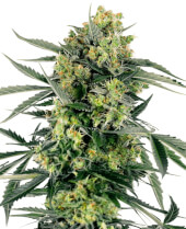 Blueberry Candiez Auto