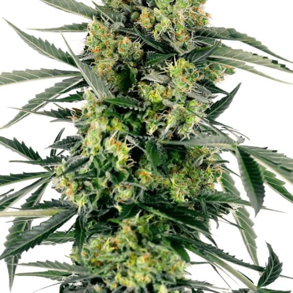 Blueberry Candiez Auto