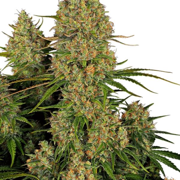 Sticky Orange XXL Auto