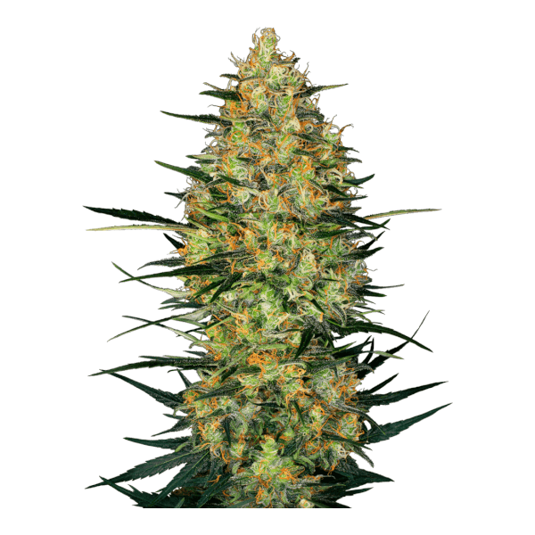 Caramellow Kush Auto