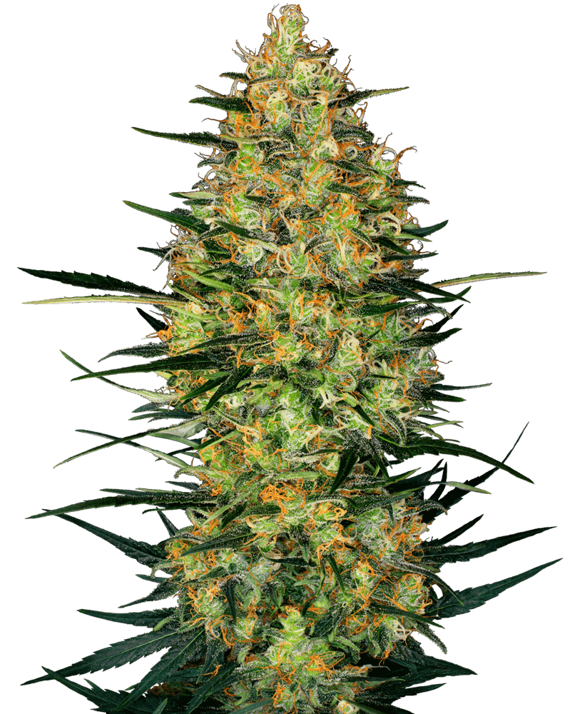 Caramellow Kush Auto