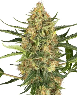 Blueberry Bubblegum Auto