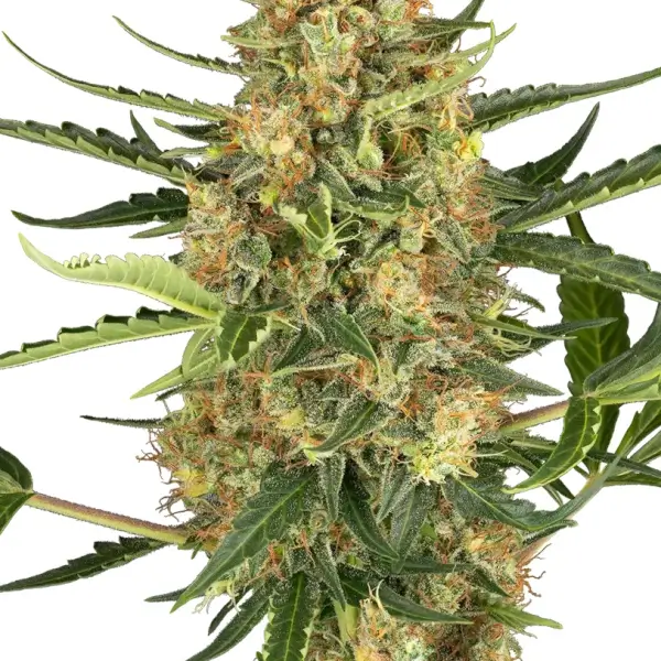 Blueberry Bubblegum Auto