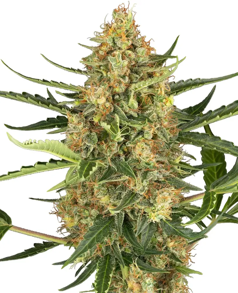 Blueberry Bubblegum Auto