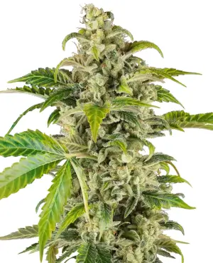 Sweet & Sour Cream Auto