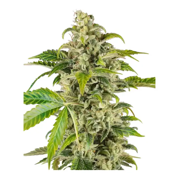 Sweet & Sour Cream Auto