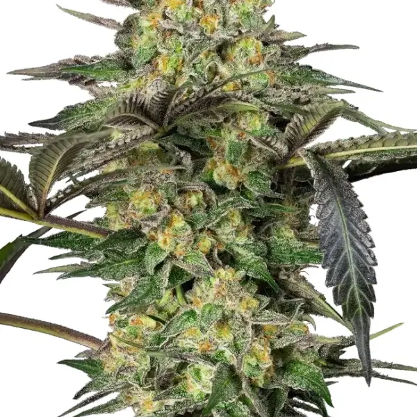 Grapevine Candy
