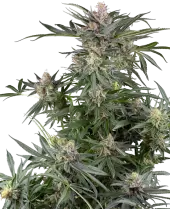 Dosimosa
