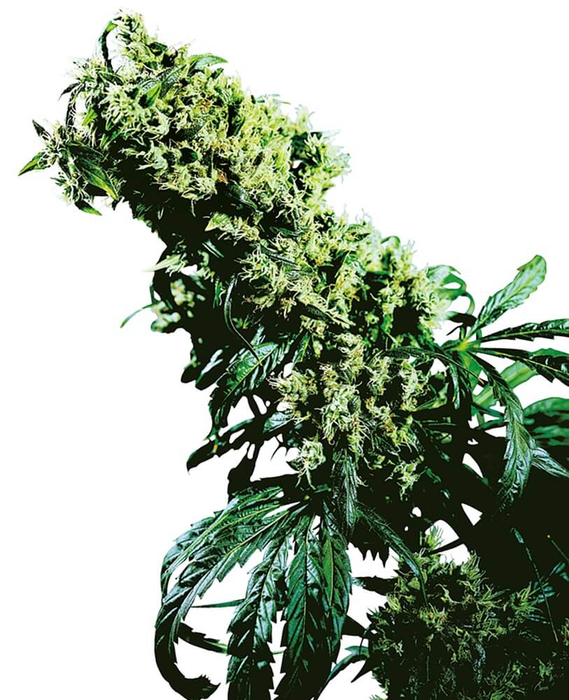 Northern Lights #5 X Haze