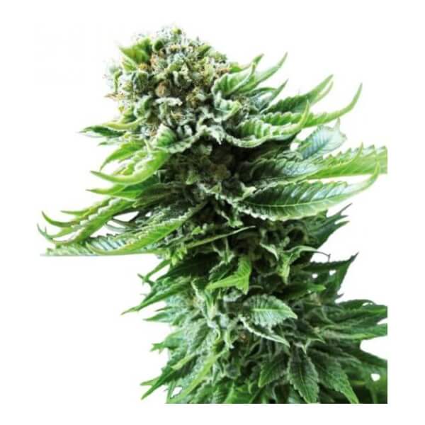 Northern Lights Auto