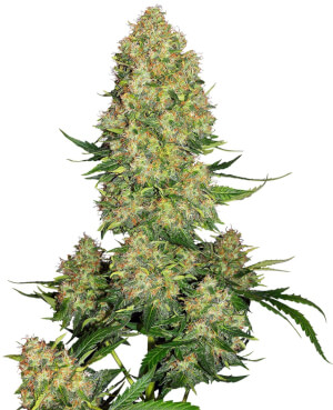 Skunk #1 Auto