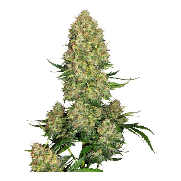 Skunk #1 Auto