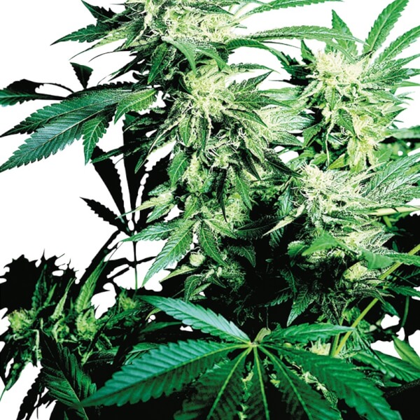 Skunk Kush