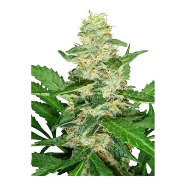 Super Skunk Auto