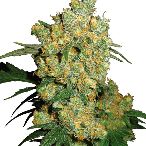 Big Bud