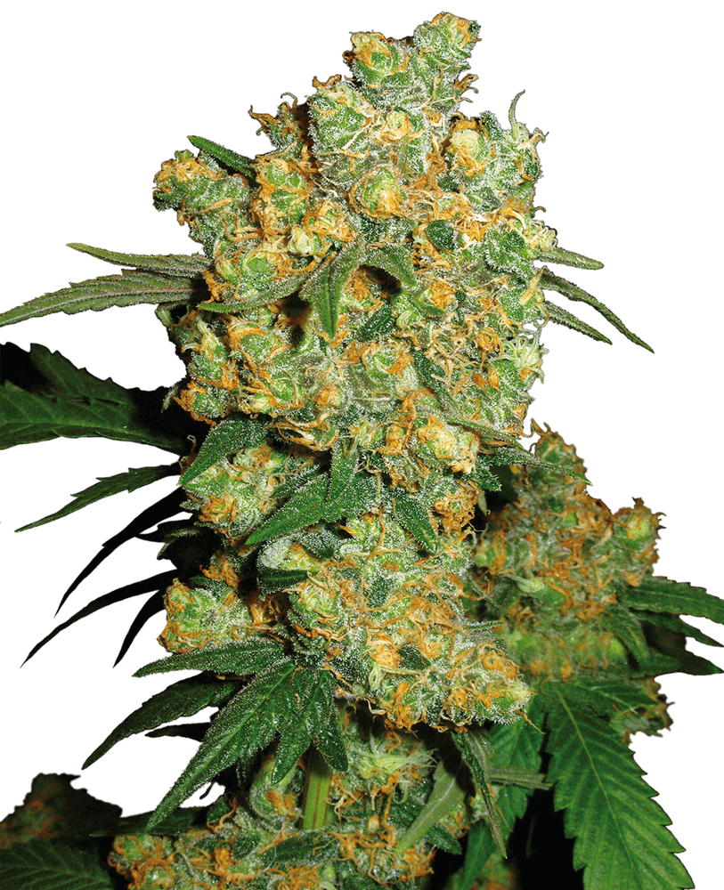 Big Bud