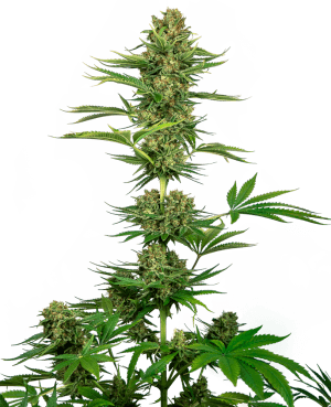 CBD Satin Black Domina (aka Sensi #743)