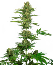 CBD Satin Black Domina (aka Sensi #743)