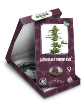 CBD Satin Black Domina (aka Sensi #743)