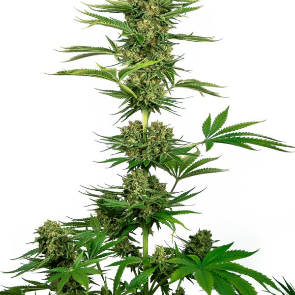 CBD Satin Black Domina (aka Sensi #743)
