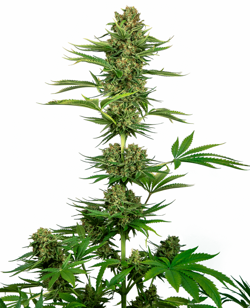 Satin Black Domina CBD