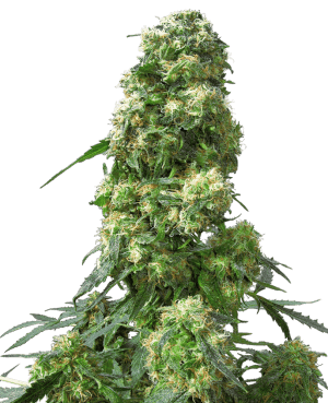 Early Skunk