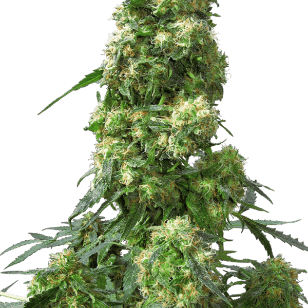 Early Skunk