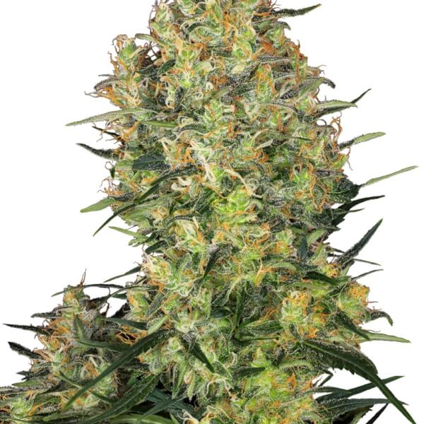Shiva Skunk
