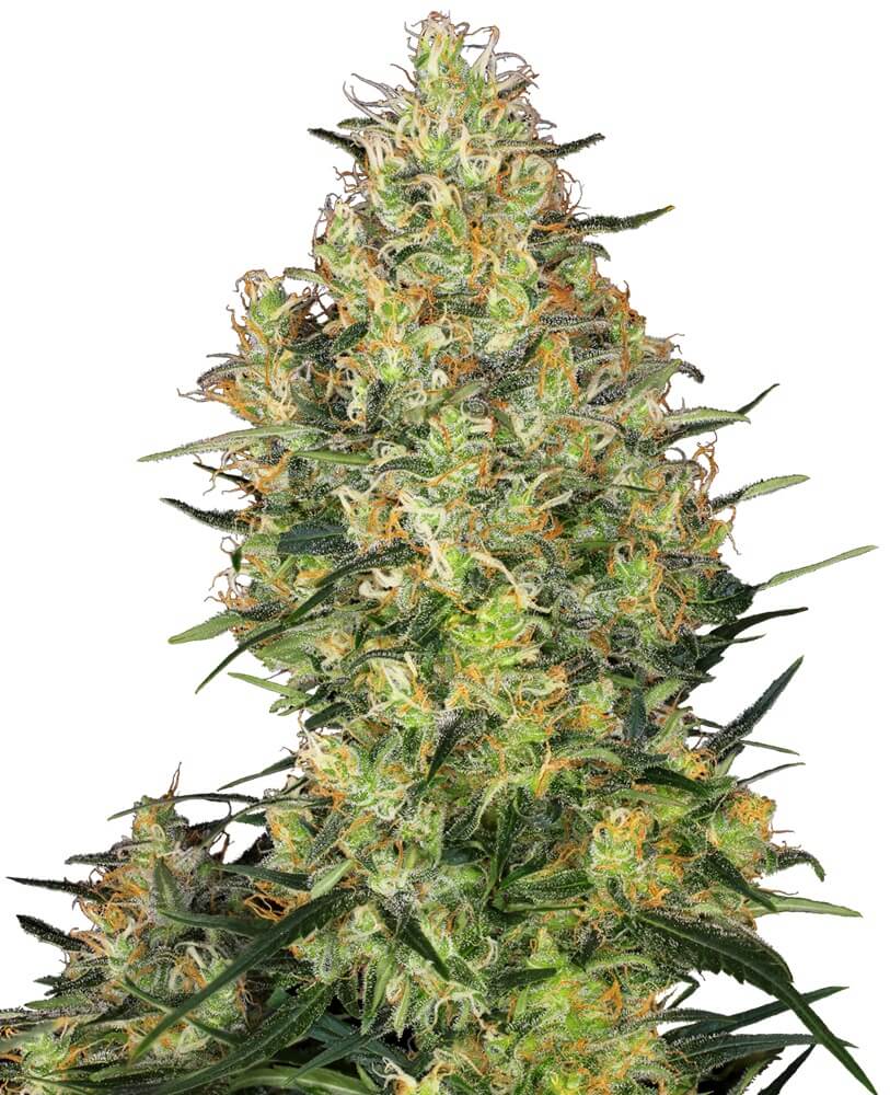 Shiva Skunk
