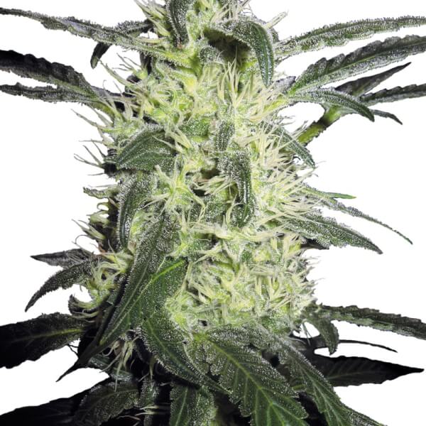 Silver Haze