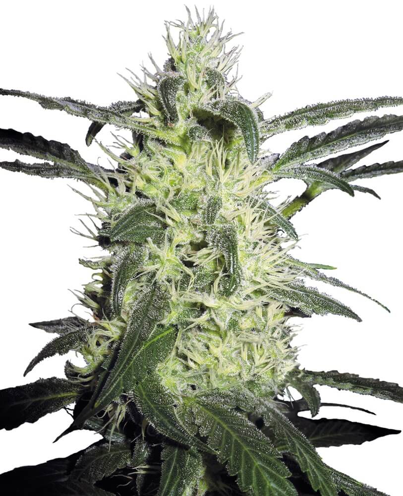 Silver Haze: bank product photo, credit alchimiaweb.com, copyright status shown with credit copyright unverified