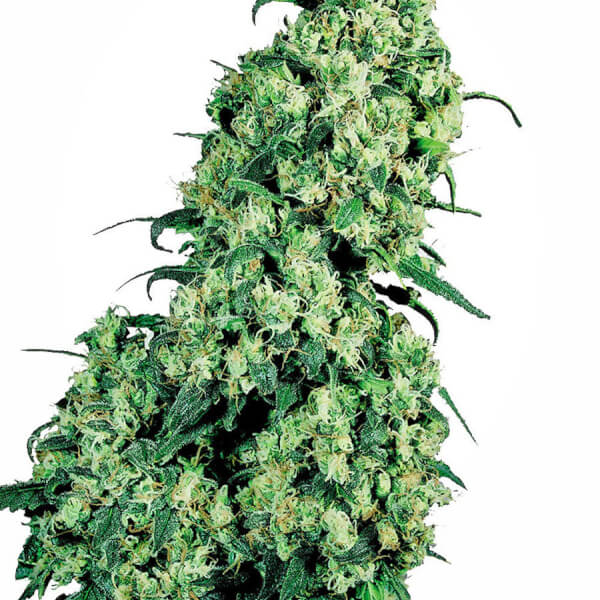 Skunk #1