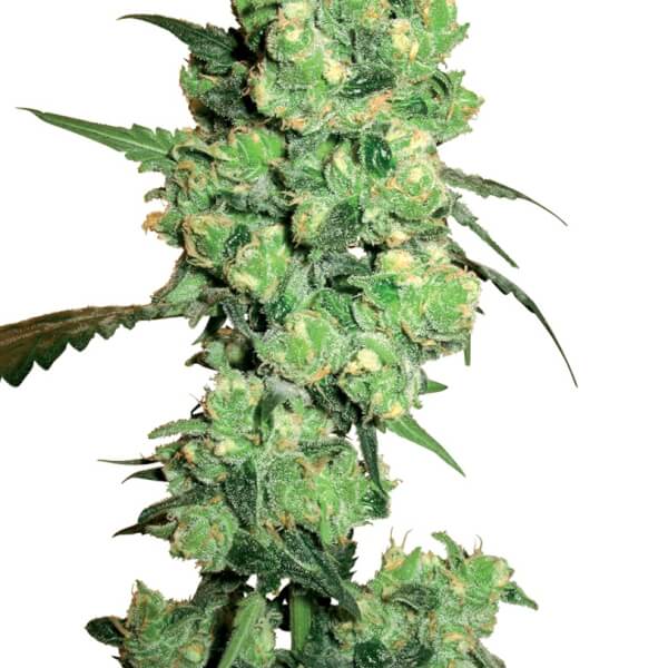 Super Skunk
