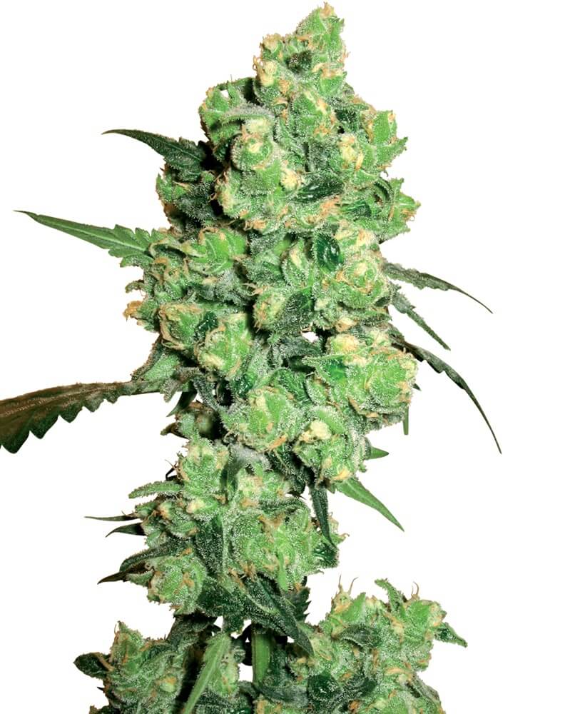 Super Skunk
