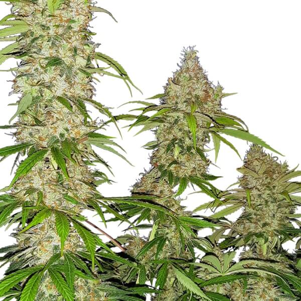 Banana Kush Cake