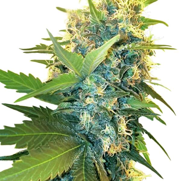 Double Kush Cake
