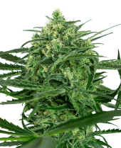 Sensi Amnesia