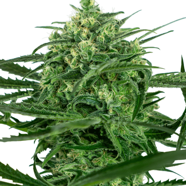 Sensi Amnesia