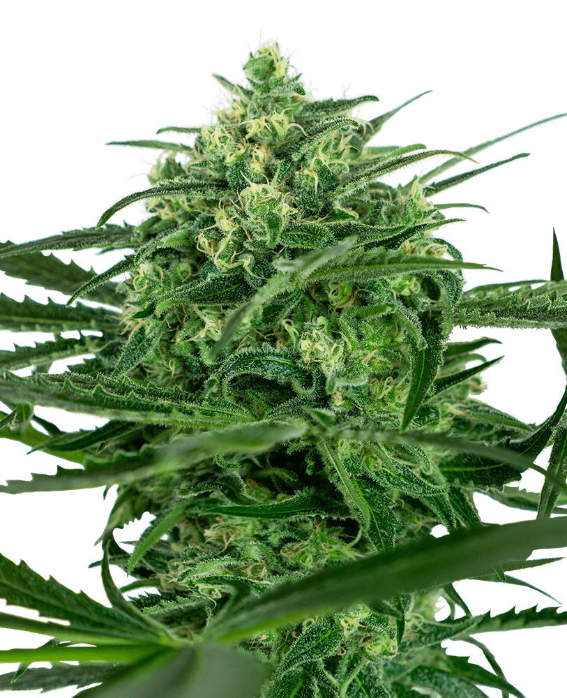 Sensi Amnesia