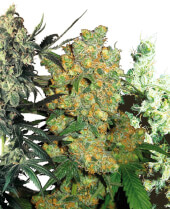 Feminized Mix