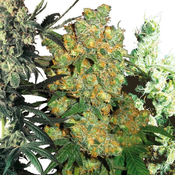 Feminized Mix