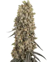 Atomic Blue Dream