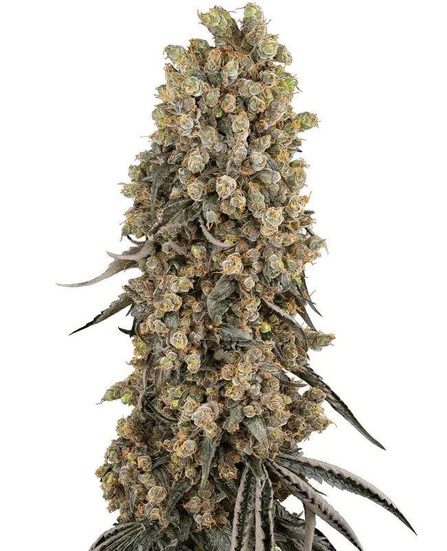 Atomic Blue Dream