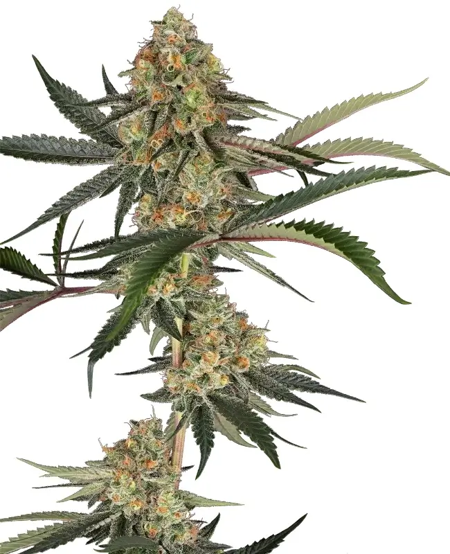 Super Lemon Cherry